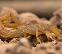 Image result for Scorpions Found in Arizona