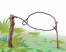 Image result for Rabbit Snare Rope Cartoon