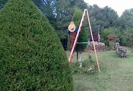 Image result for Trimming a Cedar Tree