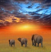 Image result for Afrika Elefant Bilder