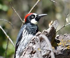 Image result for Acorn Woodpecker Images