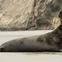 Image result for Earless Seal That Has Pure Black Eyes