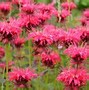 Image result for Perennial Flowers Zone 4