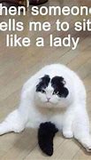 Image result for Any Questions Funny Cat Meme