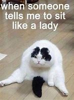 Image result for Funny Cat Memes Random