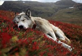 Image result for Sleeping Wolf