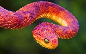 Image result for Beautiful Snakes HD