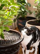Image result for Cat Scat Mat - Outdoor Pest Controls - Dog & Cat Repellents - Gardener's Supply