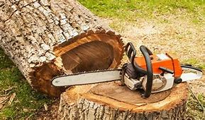 Image result for Tree Felling Plunge Cut