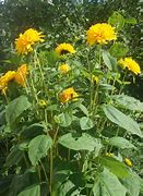 Image result for Perennial Sunflower
