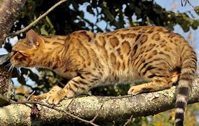 Image result for Chat De Bengal