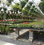 Image result for Wholesale Nursery Near Me