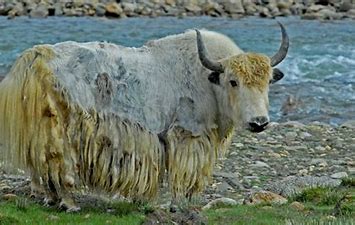 Image result for yak
