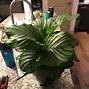 Image result for Lowe's Houseplants Tropical