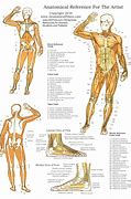 Image result for Orthopedic Anatomy Charts