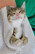 Image result for Purrfectly happy with cats