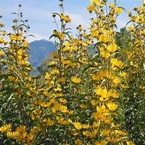 Image result for Maximillian Perennial Sunflower