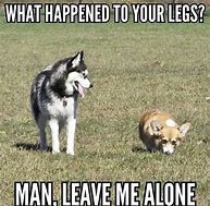 Image result for Pet Humor