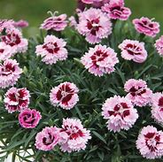 Image result for Are Dianthus Perennial