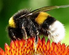 Image result for Fuzzy Bee