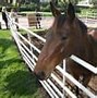 Image result for Seabiscuit Horse Breed