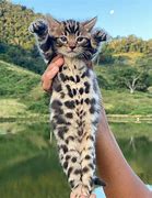 Image result for Cute Baby Bengal Cats