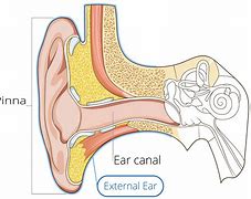 Image result for Ear Side View