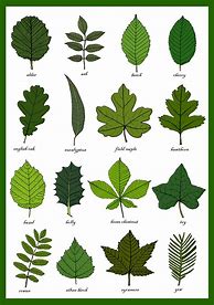 Image result for Identify Plant by Leaf Pictures