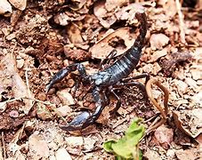 Image result for Biggest Scorpion