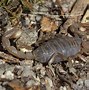 Image result for Fat Scorpion in California