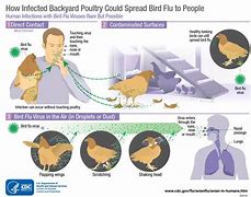 Image result for Bird Flu Symptoms in Humans