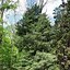 Image result for Atlantic White Cedar Tree Full-Grown