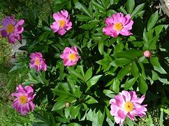 Image result for Staking Peonies