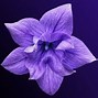 Image result for Pastel Purple Flowers
