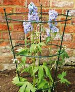 Image result for Plant Supports for Peonies