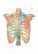 Image result for Rib Cage Art