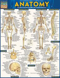 Image result for Anatomy Useful Chart