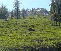 Image result for Mountain Meadows Historic Site