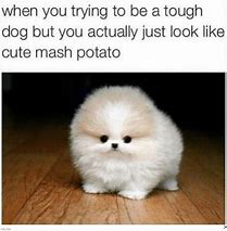 Image result for Clean Funny Cute Memes
