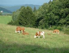 Image result for public domain picture of animals grazing