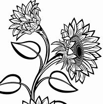 Image result for Sunflower SVG Black and White
