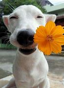 Image result for Cheesy Dog Smile