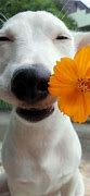 Image result for Smiling Dog Cute Animal