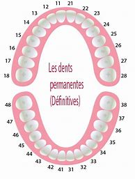 Image result for Schema Des Dents