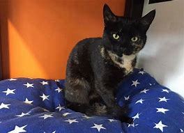 Image result for East Coast Cats Molly
