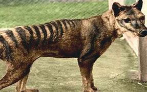 Image result for Real Tasmanian Tiger