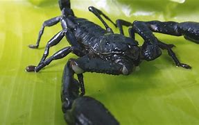 Image result for Black Scorpion Wallpaper