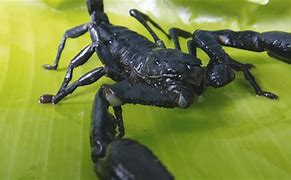 Image result for Scorpion N Black