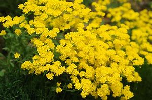 Image result for Perennial Bushes with Flowers