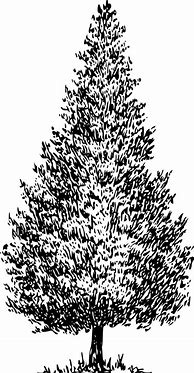Image result for Vintage Cedar Tree Illustration
